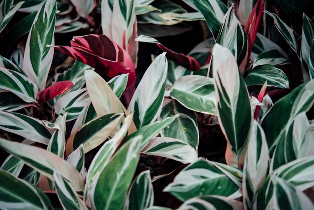 Abstrakte Hintergrundblumen im graden