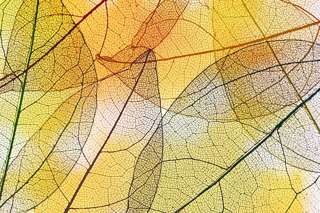 Abstrakte transparente gelbe Blätter