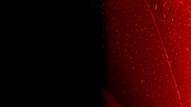 Abstrakter Makroschuß der roten Pfaufeder auf schwarzem Hintergrund