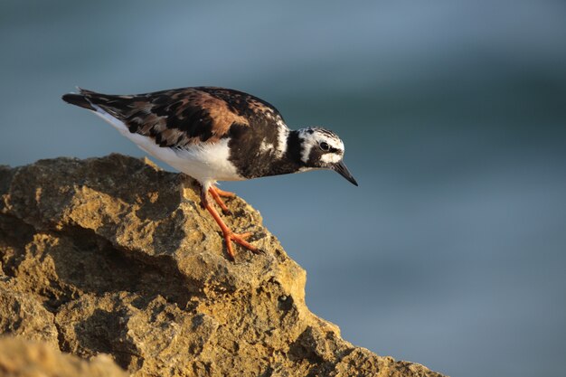 Adult Ruddy Turnstone Arenaria interpretiert