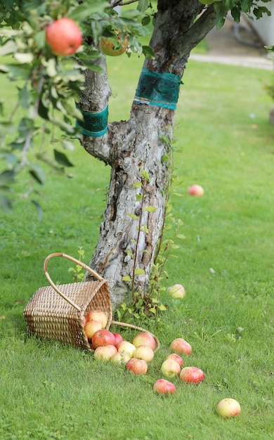 Äpfel auf dem rasen