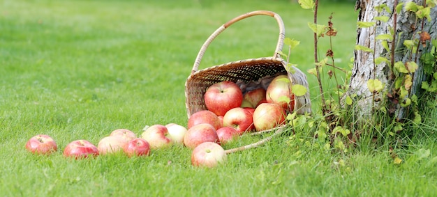 Äpfel auf dem rasen