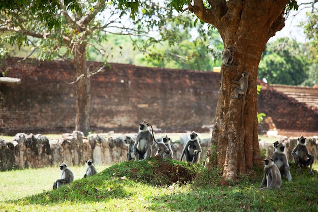 Affe auf Sri Lanka