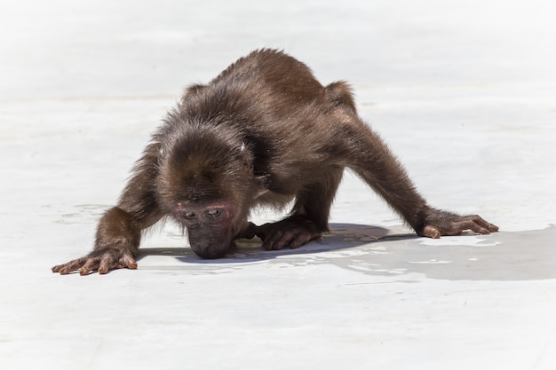 Affe, der auf weißem Sand steht