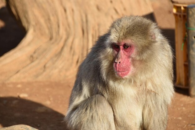 Affe im Freien an einem sonnigen Tag