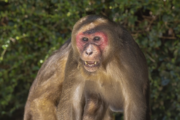 Affe mit rotem Gesicht im Wald