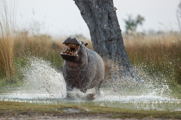 Afrika Nilpferd amphibius