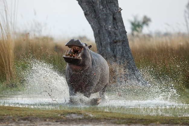 Kostenloses Foto afrika nilpferd amphibius