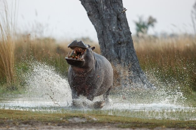 Afrika Nilpferd amphibius