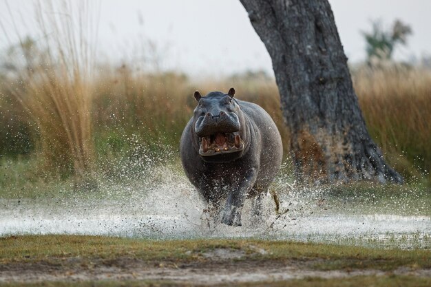 Afrika Nilpferd amphibius
