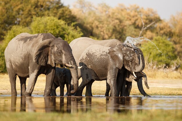 Afrikanische Elefanten zusammen in der Natur