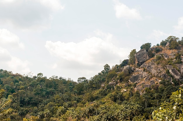 Afrikanische Naturansicht mit Bäumen und Vegetation