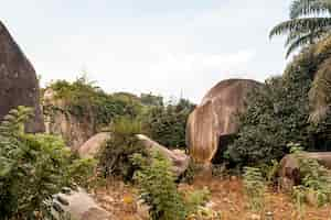 Kostenloses Foto afrikanische naturlandschaft mit bäumen