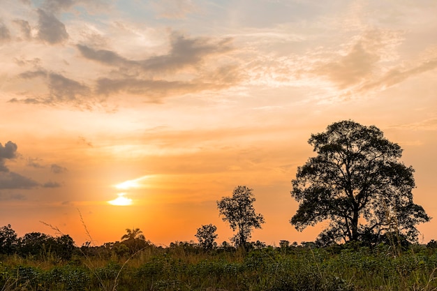 Afrikanische Naturlandschaft mit Sonnenuntergangshimmel und Bäumen
