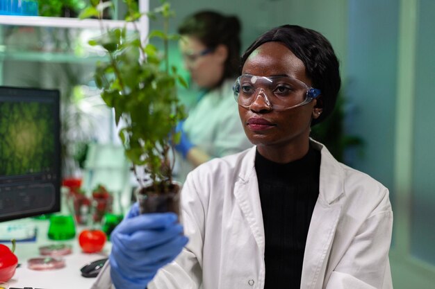 Afrikanischer amerikanischer Biochemiker, der genetisch veränderte Schösslinge hält, die GVO-Grünpflanzen während des mikrobiologischen Experiments analysieren. Chemiker, der im biochemischen Krankenhauslabor arbeitet