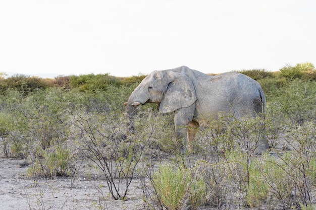 Afrikanischer elefant, der akazienbaum im etosha-nationalpark, namibia isst.