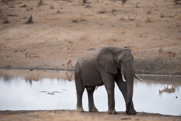 Afrikanischer Elefant, der auf der Seite des Sees geht