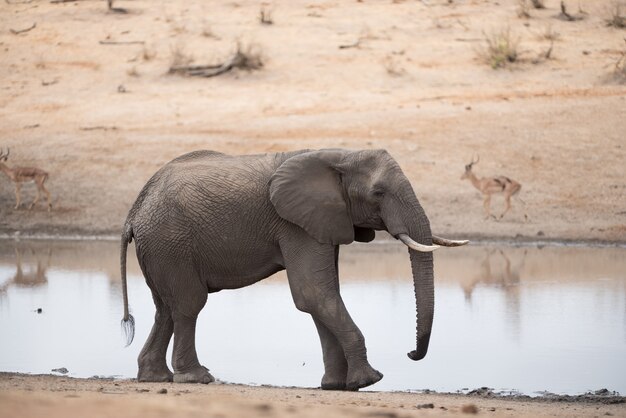 Afrikanischer Elefant, der auf der Seite des Sees geht