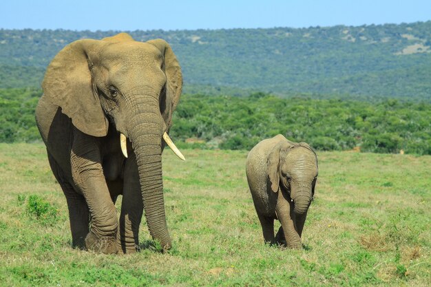 Afrikanischer Elefant und Baby laufen durch das offene Feld