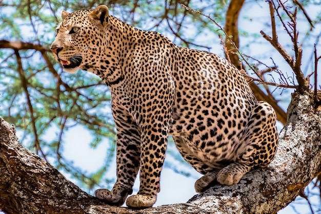 Afrikanischer Leopard, der auf einem Baum sitzt, der sich in einem Dschungel umschaut