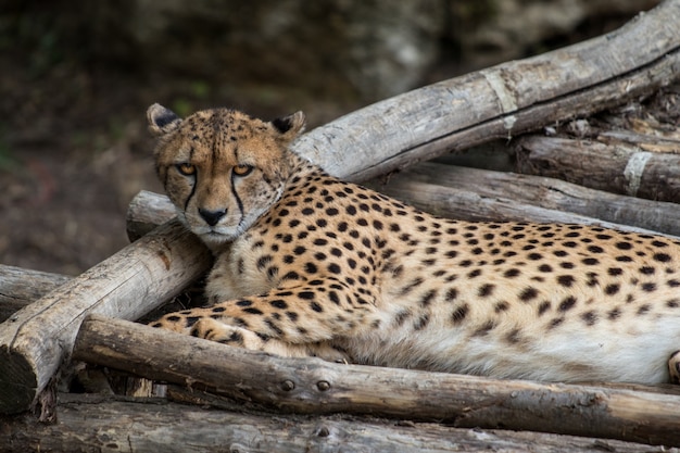 Afrikanischer Leopard, der in einem Dschungel ruht und die Umgebung beobachtet