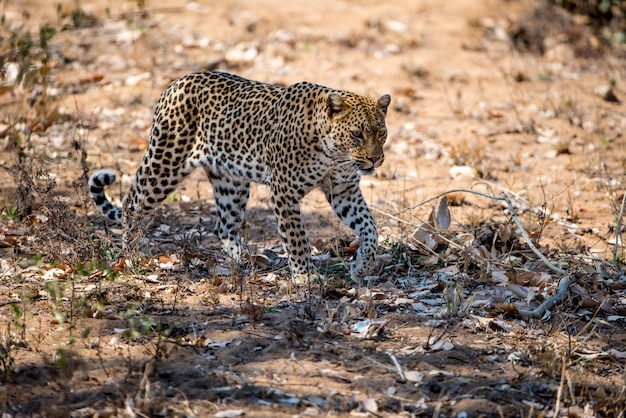 Afrikanischer Leopard, der vorbereitet, eine Beute in einem Feld unter dem Sonnenlicht zu jagen