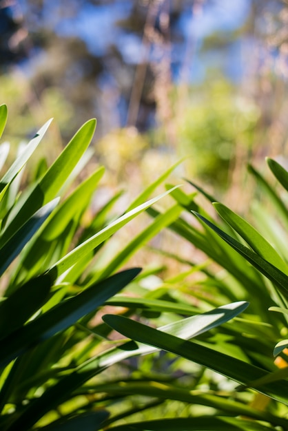 Agapanthus verlässt