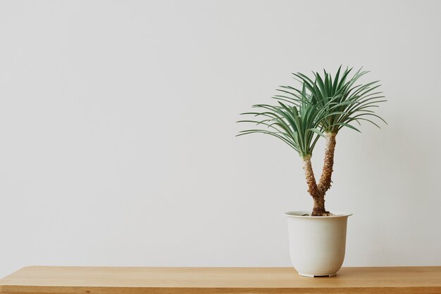 Agave Palme Pflanze auf grauem Hintergrund