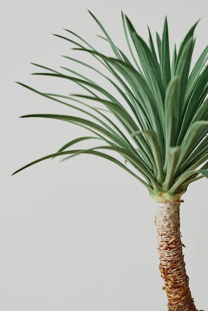 Agave palme pflanze auf grauem hintergrund