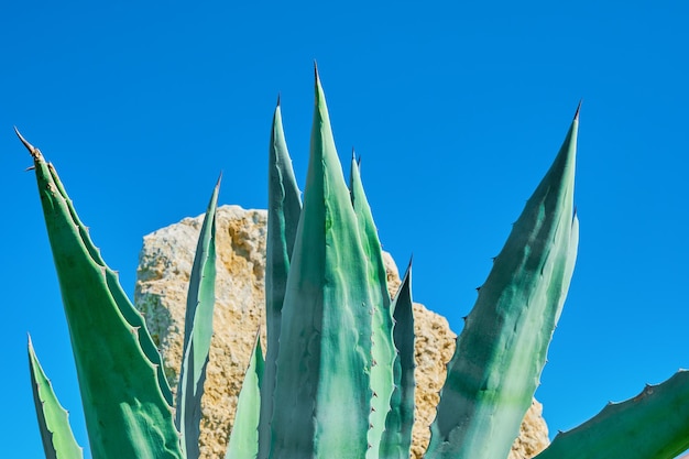 Agavenblätter gegen hellblauen Himmel und Sandsteinsteine entspringen natürlicher Hintergrundidee