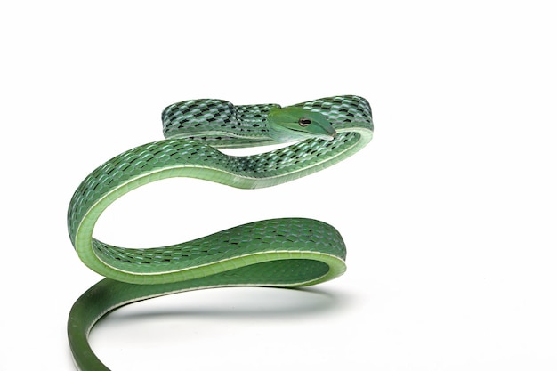 Ahaitulla prasina Schlangennahaufnahme auf weißem Hintergrund Tiernahaufnahme Vorderansicht der asiatischen Rebe