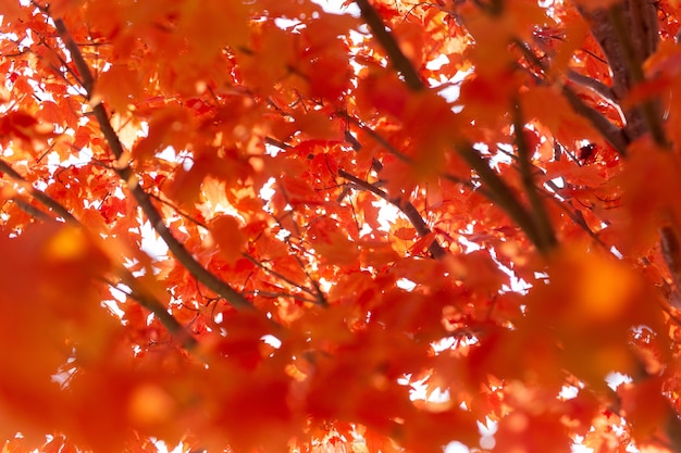 Ahornbaum mit roten Blättern unter dem Sonnenlicht während des Herbstes mit einem verschwommenen Hintergrund