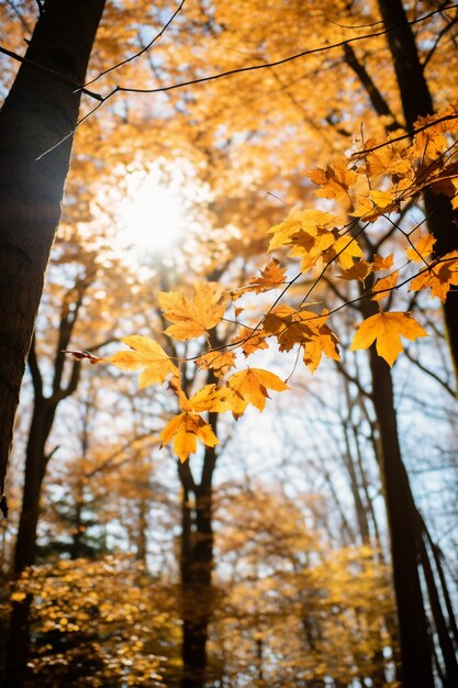 Ai erzeugt Herbstblätter