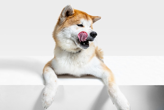 Akita-Inu junger Hund posiert. Nettes weißes Braun-Hündchen oder Haustier liegt und schaut glücklich lokalisiert auf weißem Hintergrund. Studio-Fotoshot. Negatives Leerzeichen zum Einfügen Ihres Textes oder Bildes. Vorderansicht.