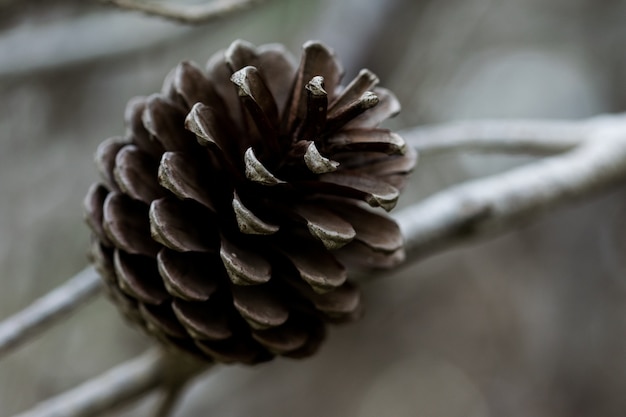 Kostenloses Foto aleppo pine cone, offen und alle samen freigesetzt, in malta