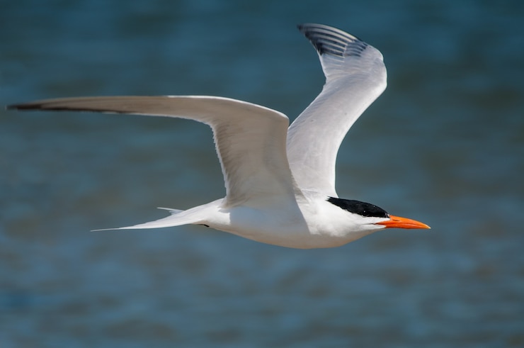 Kostenlose Foto alle fliegen