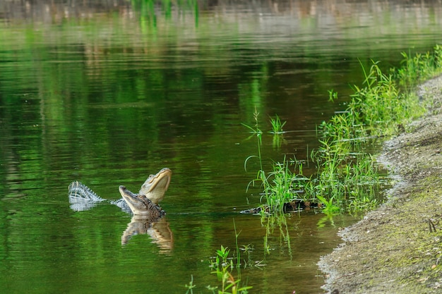 Alligatoren fordern sich in einem Rückhaltebecken heraus