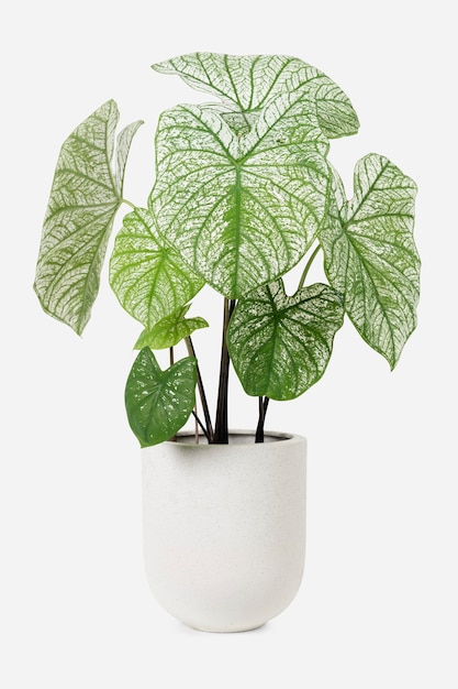 Kostenloses Foto alocasia polly pflanze in einem weißen topf