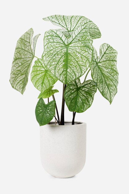 Alocasia Polly Pflanze in einem weißen Topf