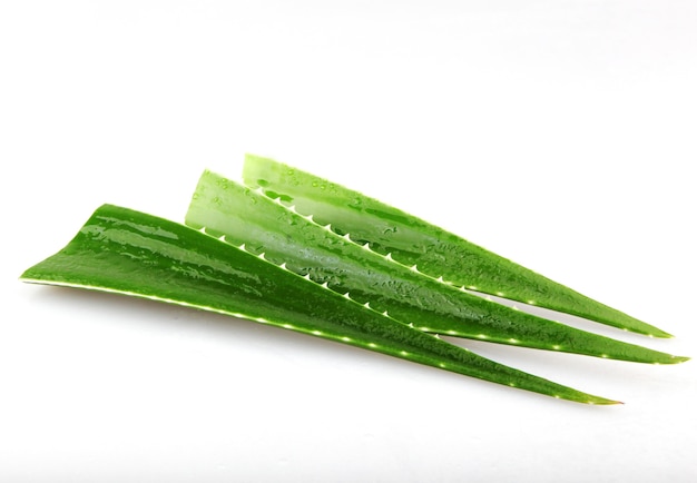 Aloe Vera Blätter isoliert auf einem weißen