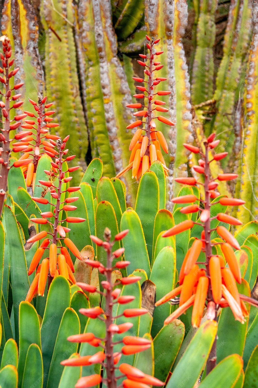 Aloe vera blüht im botanischen garten von funchal auf der