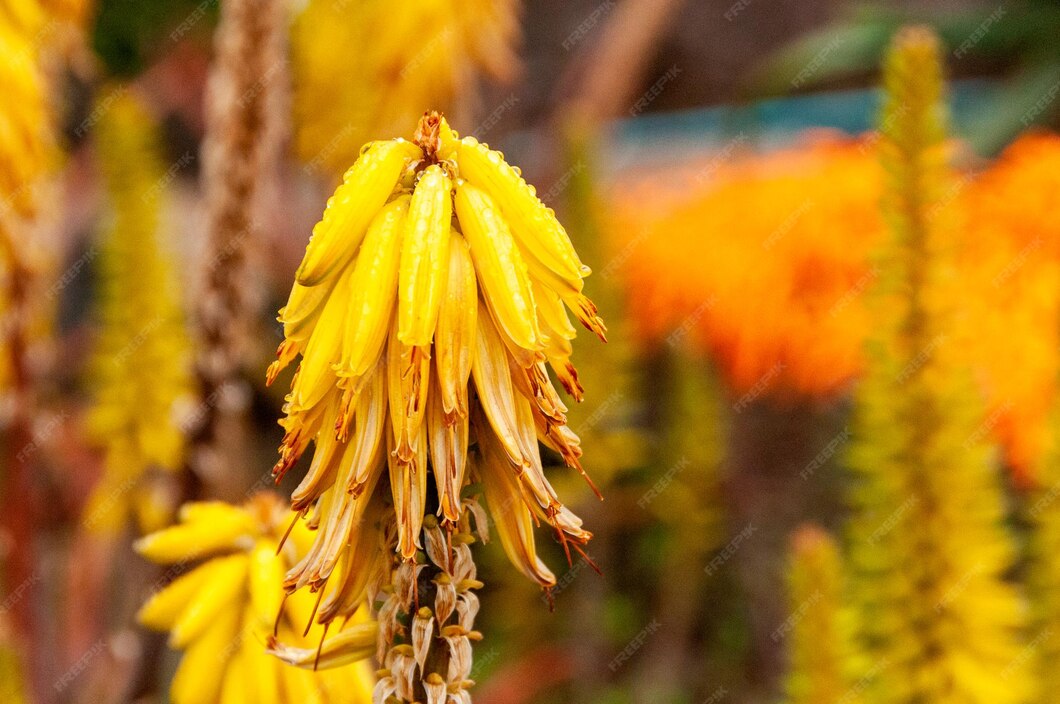 Aloe vera blüht im botanischen garten von funchal auf der