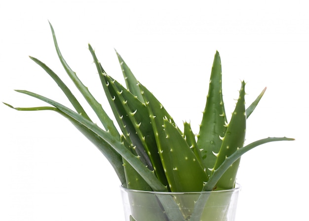 Kostenloses Foto aloevera auf dem tisch