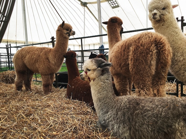 Alpakas in einem Stall