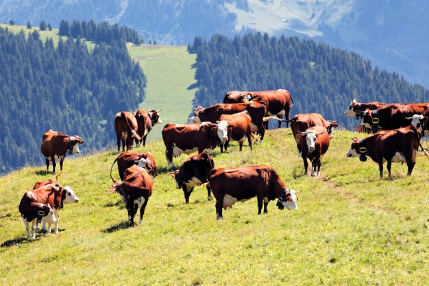 Alpenlandschaft mit Kühen in Frankreich im Frühjahr