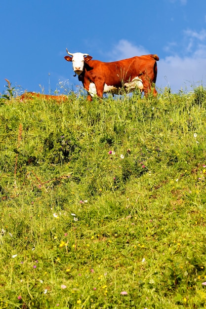 Kostenloses Foto alpenlandschaft mit kuh und grünem gras in frankreich im frühjahr