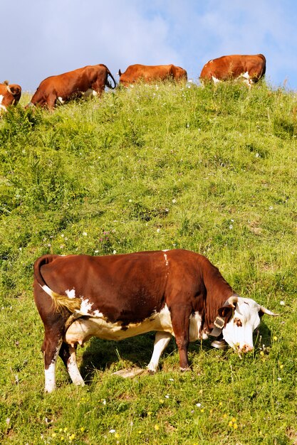 Alpenlandschaft mit Kuh und grünem Gras in Frankreich