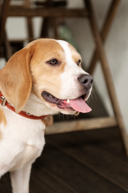 Alte Person mit ihrem Schoßhund