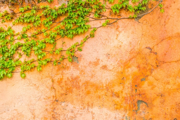 Alte Steinmauer mit Blättern.