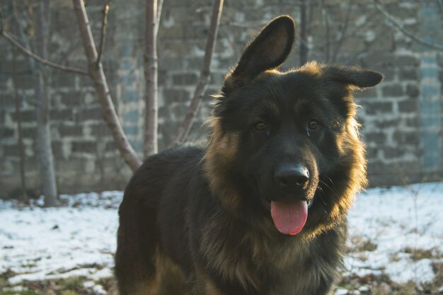 Alter deutscher Schäferhund mit seiner Zunge heraus in einem schneebedeckten Bereich mit einem unscharfen Hintergrund